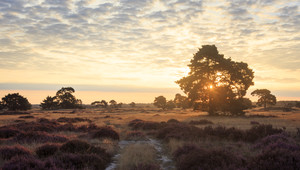 Nationale Park De Hoge Veluwe 