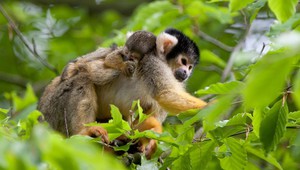 Primate park Apenheul