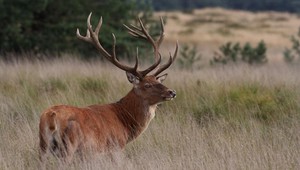 Crown estate Het Loo