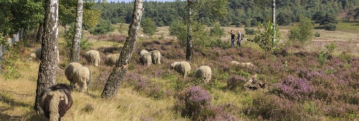 Natuurgebied Het Leesten