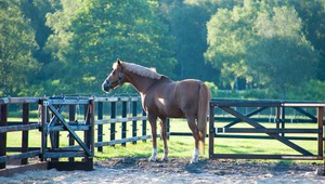 Horse hotel