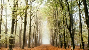 De Veluwe