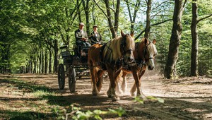 Veluwe mit einem Pferd