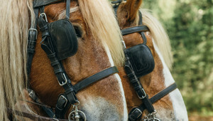 Veluwe te paard