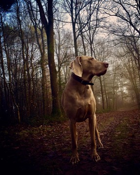 Honden welkom