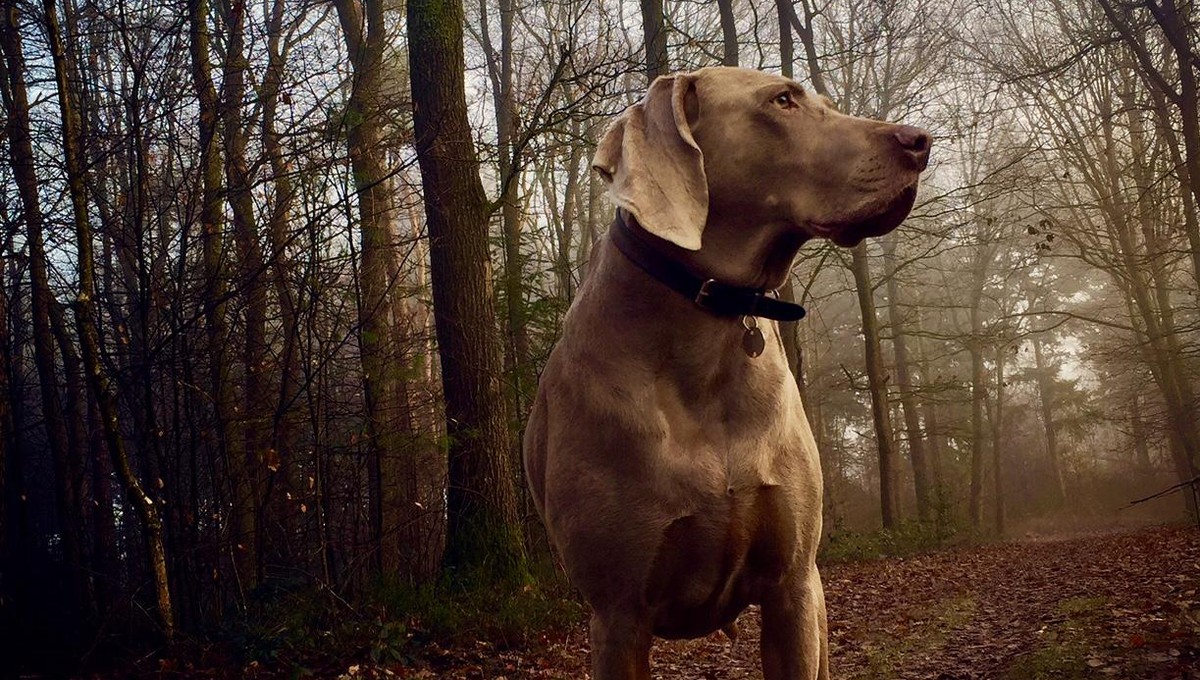 Weekendje weg met de hond op de Veluwe