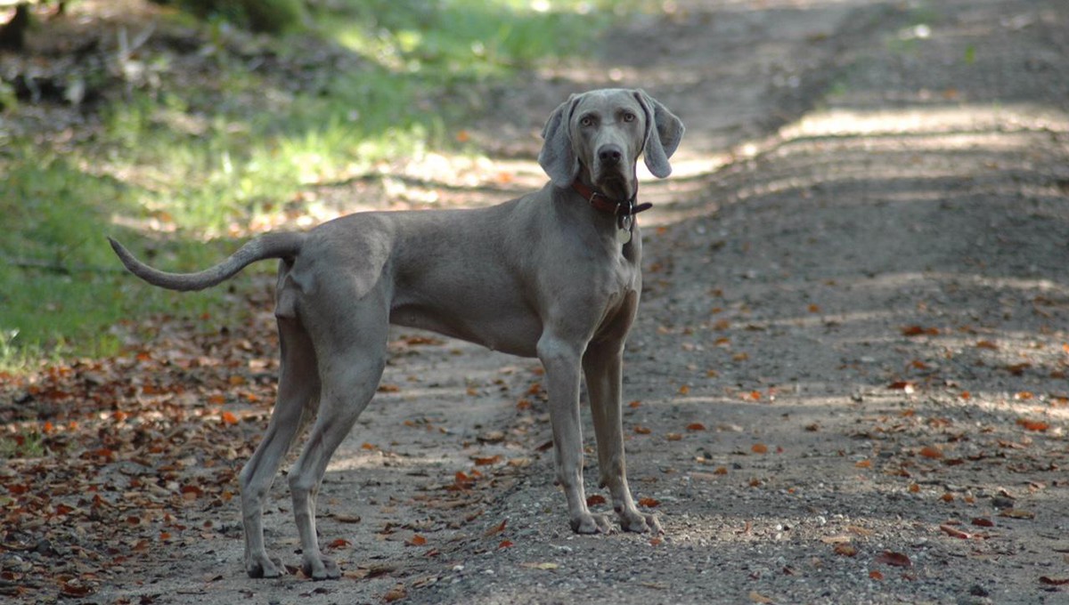 Tips voor weekendje weg met de hond