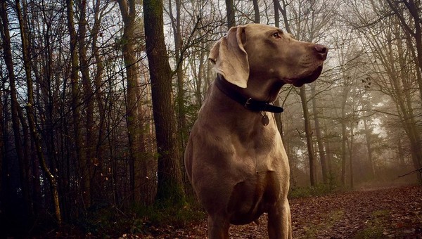 Hotel met hond op de Veluwe