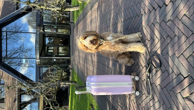 Dogs Welcome