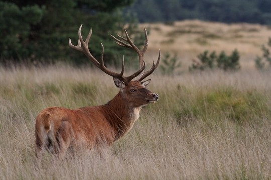 Hert op de Veluwe