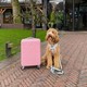 Hond