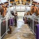 Paardenhotel