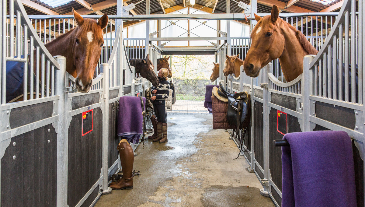 Als paardenliefhebber over de Veluwe