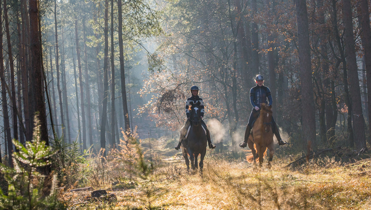 Horse hotel Veluwe, Netherlands