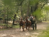 De Veluwe in de achtertuin